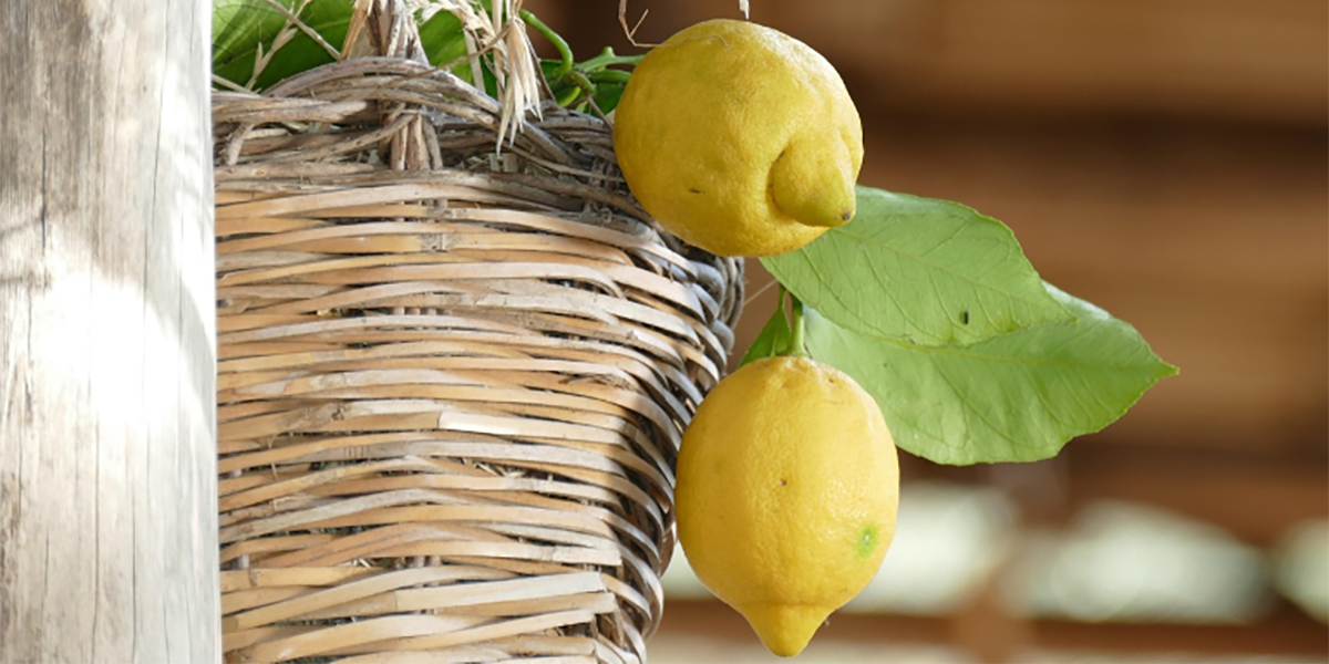 I limoneti terrazzati della Costiera Amalfitana diventano patrimonio Fao